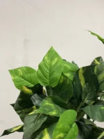 Philodendron-grm-46-cm-UV Philodendron-grm-46-cm-UV