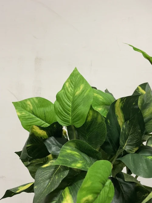 Philodendron-grm-46-cm-UV
