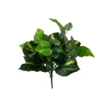 Filodendron bokor 46 cm UV Filodendron bokor 46 cm UV