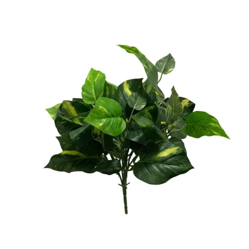 Filodendron bokor 46 cm UV Filodendron bokor 46 cm UV