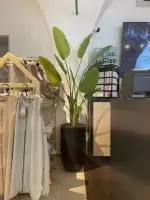 Umjetna Strelicija 150 cm