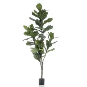Umjetna smokva - Ficus Lyrata