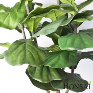 umjetna smokva Lyrata Ficus