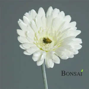 Umjetna-gerbera-bijele-boje-56cm