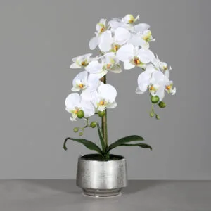 Umjetna-orhideja-krem-​​boje-60cm-u-srebrnoj-posudi