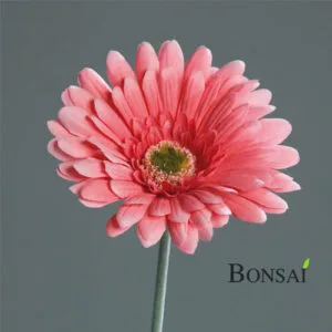 umjetna-gerbera-ruzicasta-56cm