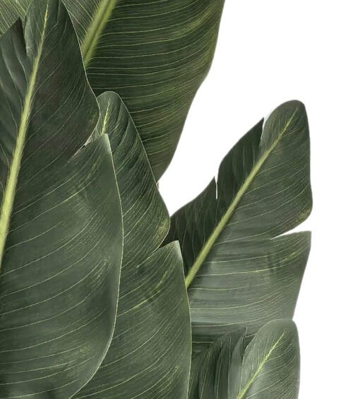 Mű Strelitzia Kimberley 150 cm BONSAI DEKOR
