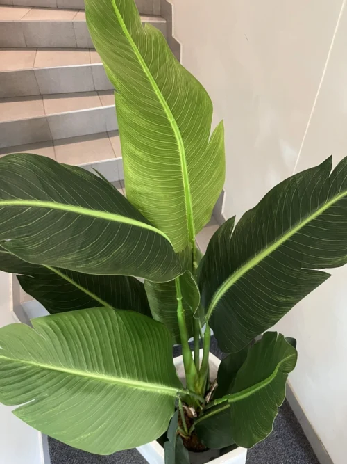 Mű Strelitzia Kimberley 150 cm BONSAI DEKOR