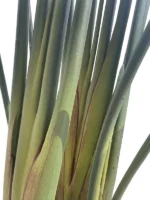 Műanyag Strelícia Pure 180 cm