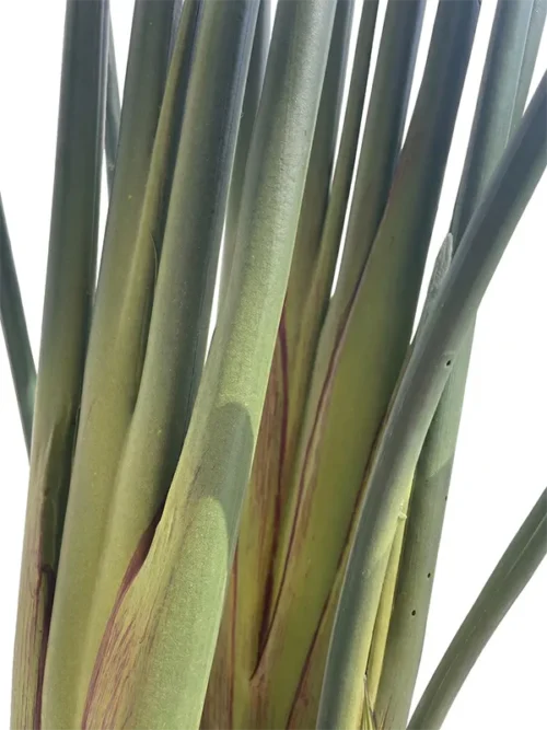 Műanyag Strelícia Pure 180 cm