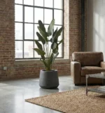 Műanyag Strelícia Pure 180