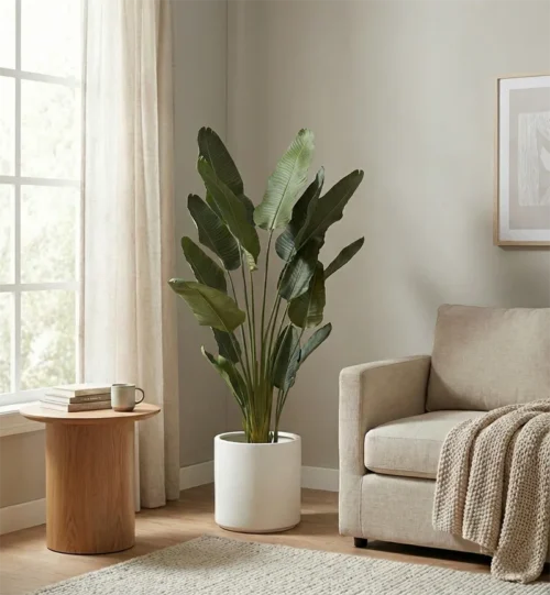 Műanyag Strelícia Pure 180 cm