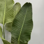 Mű Strelícia Pure 180