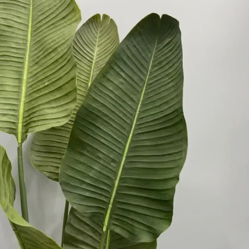 Mű Strelícia Pure 180